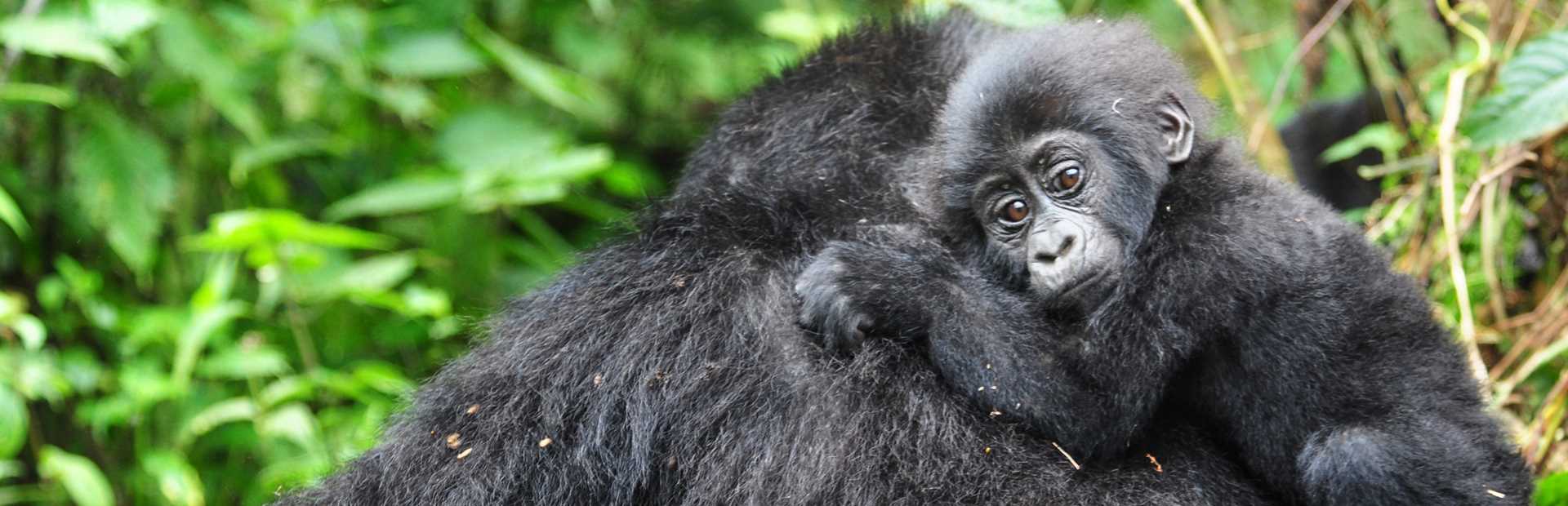 Bwindi Impenetrable Forest